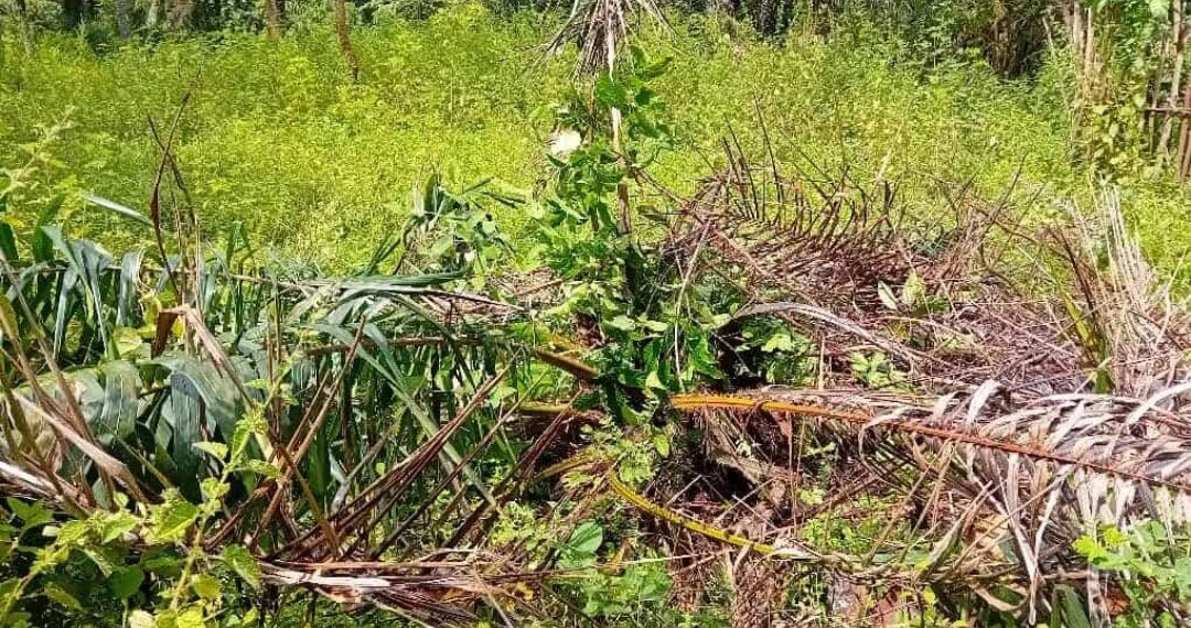 Ce palmier qui met fin à la vie d&rsquo;une femme enceinte à Kindia…