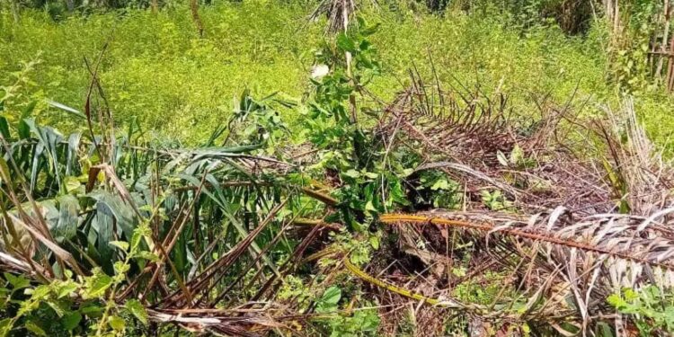 Ce palmier qui met fin à la vie d’une femme enceinte à Kindia…