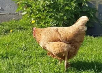 Vol de poulets à Bonfi Port : le suspect admet les faits