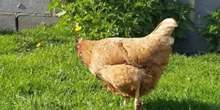 Vol de poulets à Bonfi Port : le suspect admet les faits