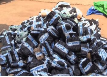 514 kg de chanvre indien saisis à Matam : un chauffeur interpellé, la propriétaire du colis recherchée