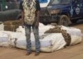 Kindia : un jeune interpellé avec 500 kg de chanvre indien lors d’une vaste opération de sécurité