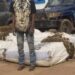 Kindia : un jeune interpellé avec 500 kg de chanvre indien lors d’une vaste opération de sécurité