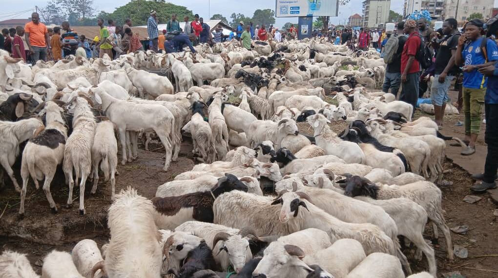 Tabaski : flambée des prix des moutons au marché de Yembéya, les ménages sous pression