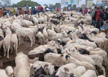 Tabaski : flambée des prix des moutons au marché de Yembéya, les ménages sous pression