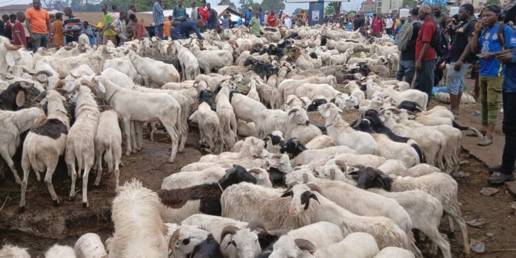 Tabaski : flambée des prix des moutons au marché de Yembéya, les ménages sous pression