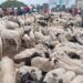 Tabaski : flambée des prix des moutons au marché de Yembéya, les ménages sous pression