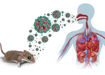 Alerte sur le continent : un virus mortel signalé au large du Cap-Vert