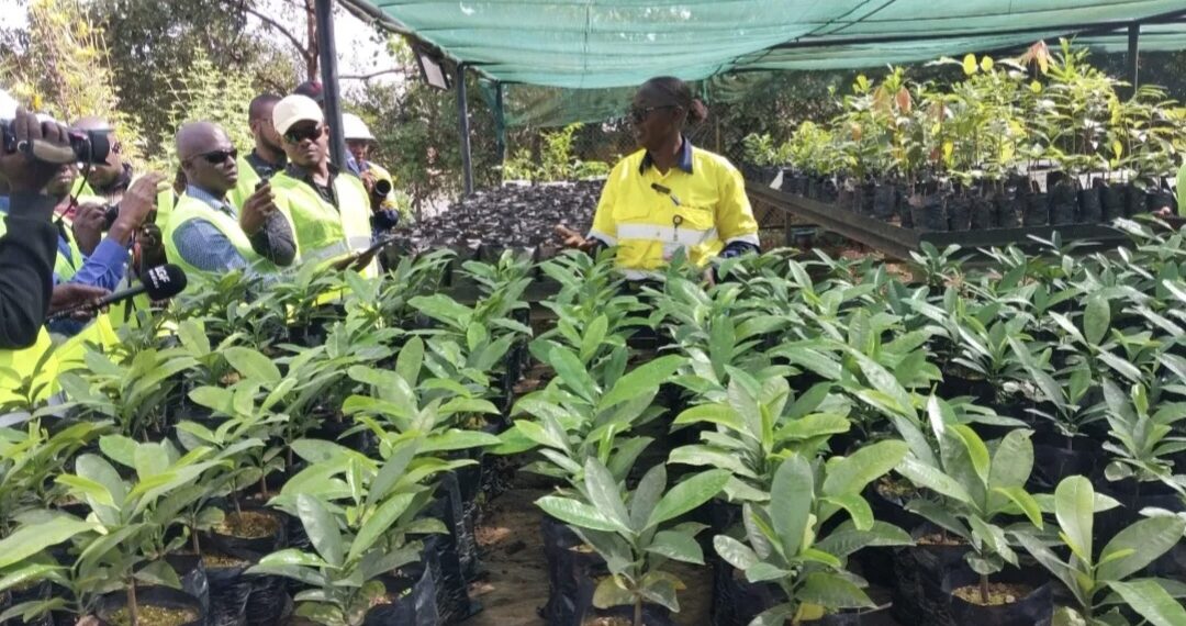 Simandou : 8 000 plants produits pour préserver 27 espèces végétales, dont certaines endémiques