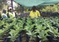 Simandou : 8 000 plants produits pour préserver 27 espèces végétales, dont certaines endémiques
