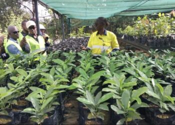 Simandou : 8 000 plants produits pour préserver 27 espèces végétales, dont certaines endémiques