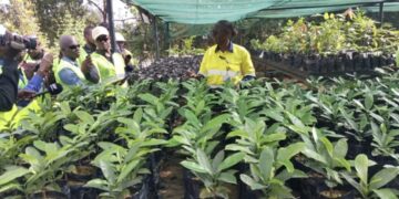 Simandou : 8 000 plants produits pour préserver 27 espèces végétales, dont certaines endémiques