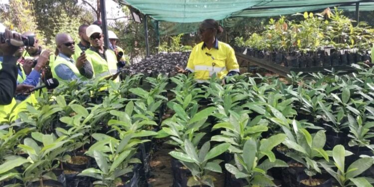Simandou : 8 000 plants produits pour préserver 27 espèces végétales, dont certaines endémiques