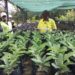Simandou : 8 000 plants produits pour préserver 27 espèces végétales, dont certaines endémiques